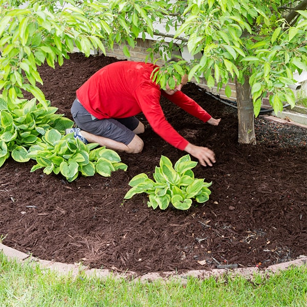 mulch installation should be replenished once a year to maintain its benefits for the soil